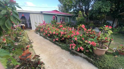 a garden with pink flowers in pots in front of a house at Zzz in Ha‘alalo