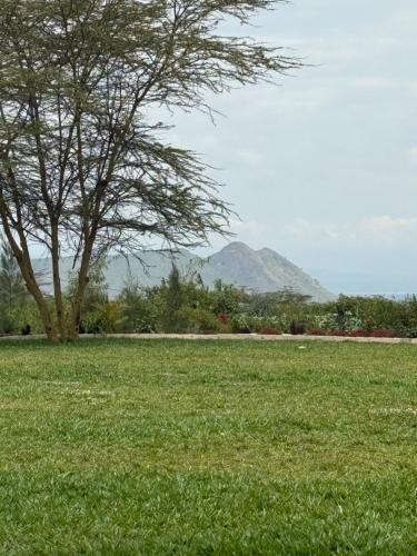 a field of grass with a tree and a mountain at Lake Elementaita Manor in Gilgil