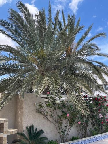 a palm tree in front of a wall with flowers at La Villa Bleue Djerba Houmt Souk in Houmt Souk