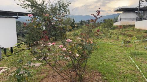 a bush with pink flowers in a garden at ข้างเขาแคมป์ Khangkhao Camp in Ban Yang Khun Wang