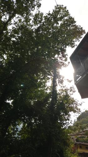 a large tree with leaves on a city street at Villa Amaranta Room and Breakfast in Edolo