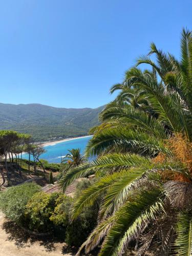 a view of a beach with palm trees at Villa les Palmiers in Calcatoggio