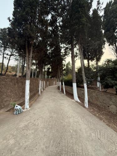 a tree lined road with a row of trees at Armonia buglaow residence MARSA MDIQ in M'diq