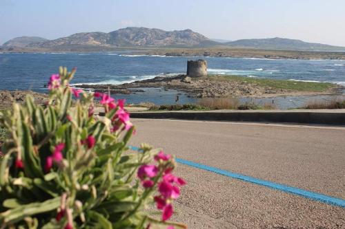 a plant with pink flowers on the side of a road at Lina Hotel in Stintino
