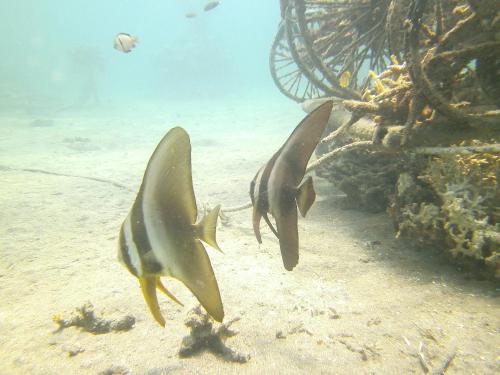 two fish swimming in the water near a reef at Biorock Homestay & Dive Center Pemuteran in Pemuteran