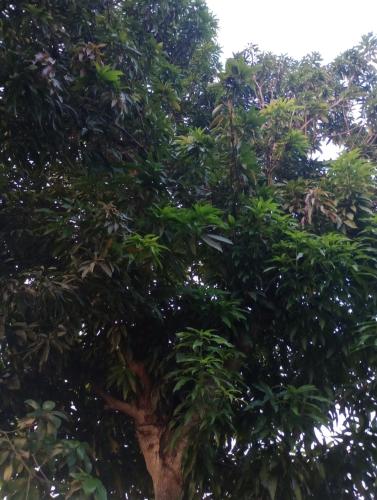 a tree with a bird sitting on top of it at Casa Coco Cabana 