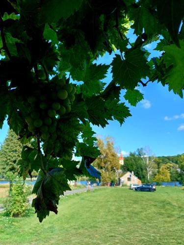 a bunch of green grapes hanging from a tree at Apartmán u Přívozu 