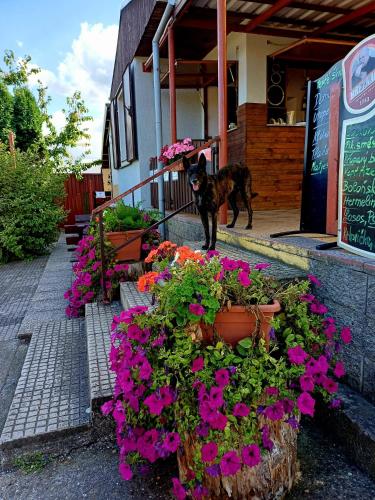 a cat standing in front of a building with flowers at Apartmán u Přívozu 