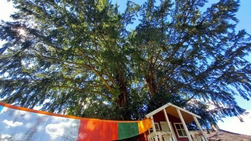 a large tree with an orange ribbon around it at Auszeit im Eibenhaus in Schieder-Schwalenberg