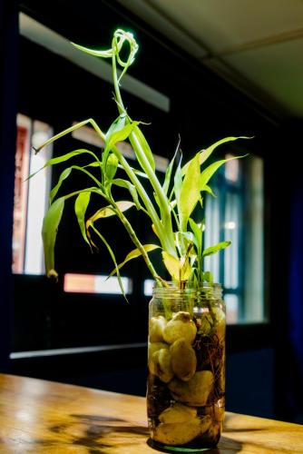 a glass jar with a plant in it on a table at Cattleya Guest house in Hell-Ville