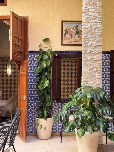 a room with two plants in pots on a wall at Riad Shama in Rabat