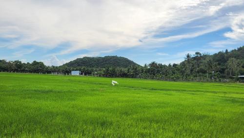 a white dog walking in a field of green grass at Xóm Giữa homestay in Ha Tien