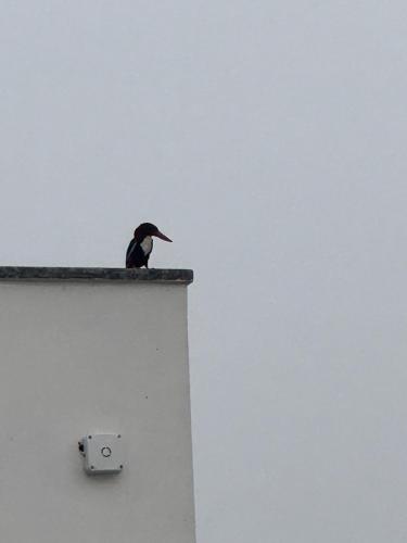 a bird sitting on the top of a building at C-69 Dreamland, Luxury 4BHK farm with private swimming pool , 1 acre garden in Bhundsi