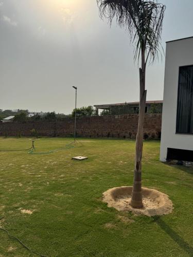 a palm tree in the middle of a field at C-69 Dreamland, Luxury 4BHK farm with private swimming pool , 1 acre garden in Bhundsi