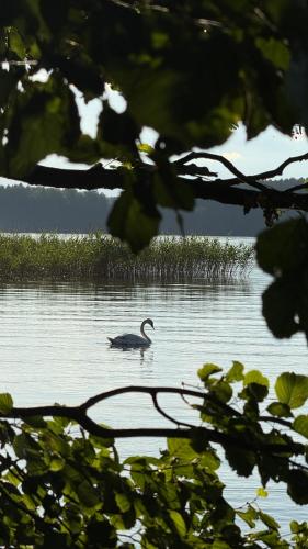 a swan swimming in a lake withgrass at Warmińska Polana - Nowy, całoroczny dom na 2 ha łące dla 8 osób - Gietrzwałd in Gietrzwałd