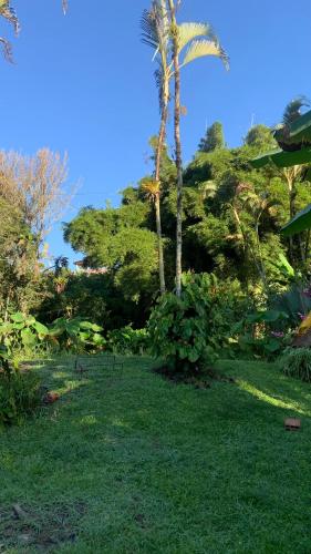 a palm tree in the middle of a yard at Ecopolis Hospedaje en el queremal in Papagalleros