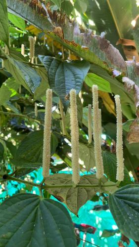 a close up of a tree with green leaves at Ecopolis Hospedaje en el queremal in Papagalleros
