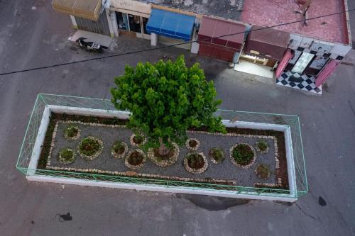 an overhead view of a tree in a garden at Dar Diafa Anza in Agadir