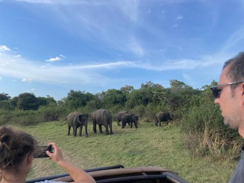 Animales en la casa de huéspedes o alrededores