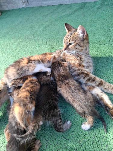 a cat laying on its back with its four kittens at Bungalows Malagić in Gusinje