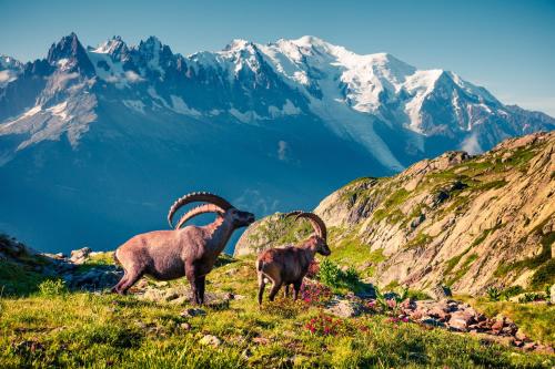 two goats on a mountain with mountains in the background at Appartement Clusettes - Happy Rentals in Chamonix-Mont-Blanc