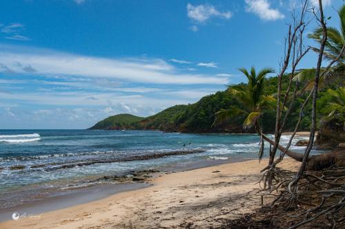 a sandy beach with palm trees and the ocean at T1 Cosy la Kay émeraude-vue mer & surf-Tartane-Plage des surfeurs in La Trinité