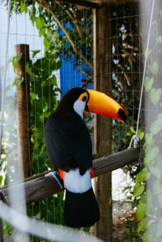 Animales en el albergue o alrededores