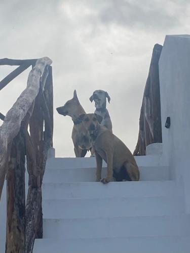 three dogs sitting on the steps of a building at Casa Loto D in Chelem