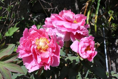 three pink flowers are growing on a bush at Kamakurayama Farm - B&B Satoyama in Uda