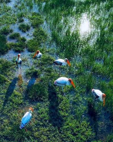 a group of birds standing in the grass at BAYU COVE Private Villa in Tangalle