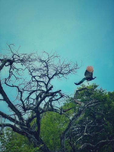 a bird flying over a tree with at BAYU COVE Private Villa in Tangalle