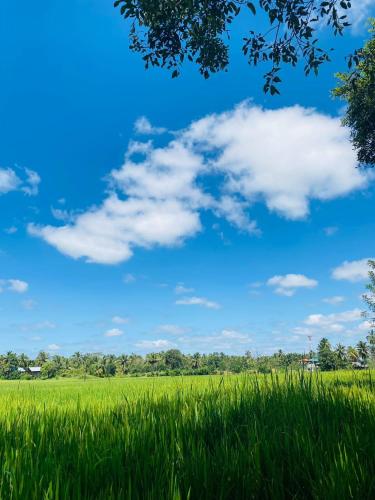 a field of green grass with a blue sky at The Warming Nest Tree House in Sigiriya