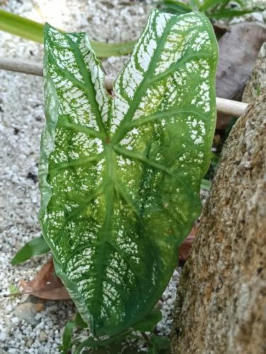 a green leaf with water on it on the ground at Air Puteri Rest House in Mersing