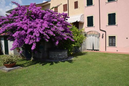 Bouganville – Photos 2