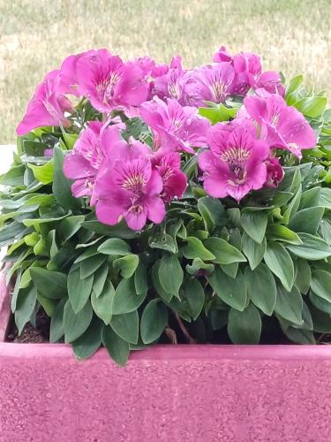 a bunch of pink flowers in a pink planter at Chambres D'hôtes De Kerantum in Mahalon