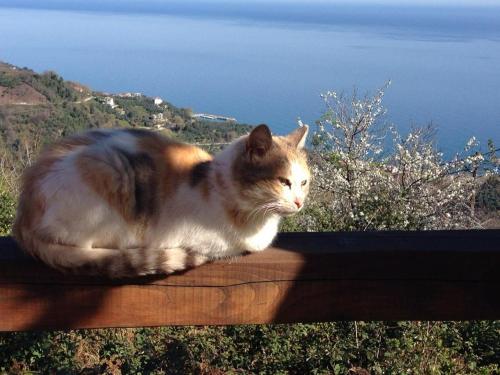 Ospiti di Kalderimi Country House con animali domestici