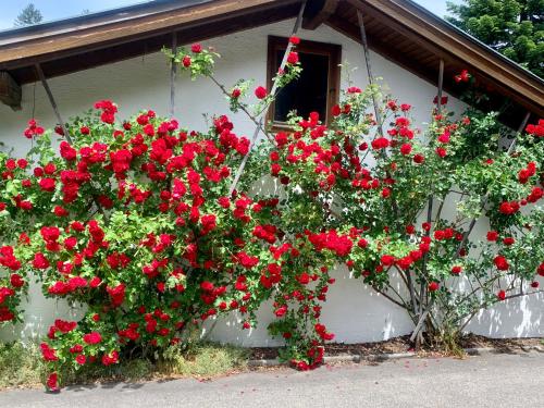 a group of red flowers on the side of a house at King Ludwig's Old Neighbour in Schwangau
