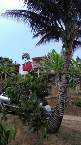 a palm tree with a car parked next to it at Casa Augusto Stunning view in Trindade