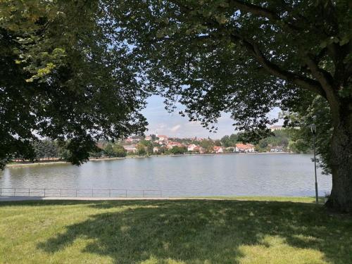 a park with a tree and a body of water at Chata Roubenka in Jedovnice