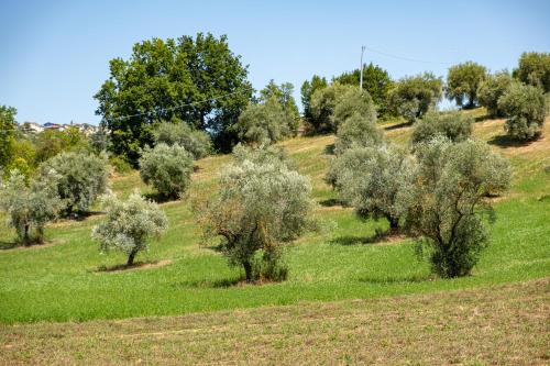 an orchard of olive trees on a hill at Frami b&b in Teramo