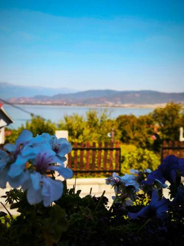 a group of blue flowers in front of a bench at Vila V & S in Star Dojran
