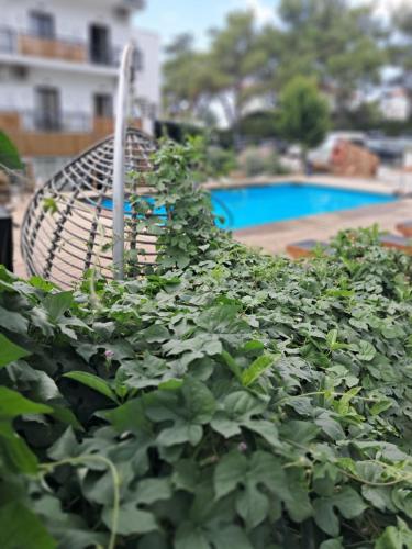Gallery image of Beach Hotel Kapahi in Pefkari