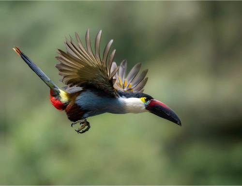 a bird flying in the air with its wings out at El Color de Mis Rêves in Villamaría