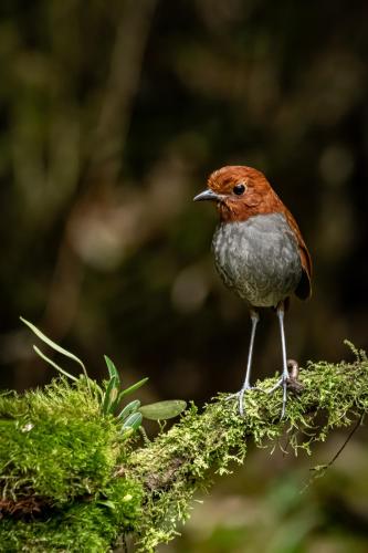 a bird perched on a moss covered branch at El Color de Mis Rêves in Villamaría