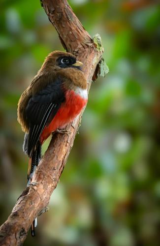 a bird is sitting on a tree branch at El Color de Mis Rêves in Villamaría