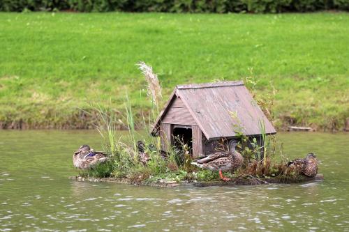 a group of ducks standing around a house in the water at Lauras in Bauska