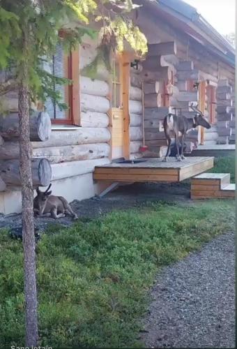 Κήπος έξω από το Holiday Home Lumikieppi