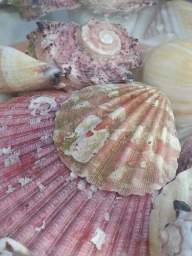 キテンにあるAlbatros Hotelの一群の貝殻