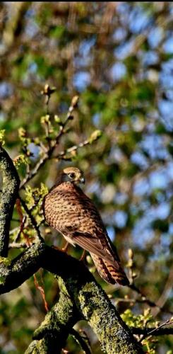 a bird perched on top of a tree branch at Oak View at Moss Bank Farm in Wrexham
