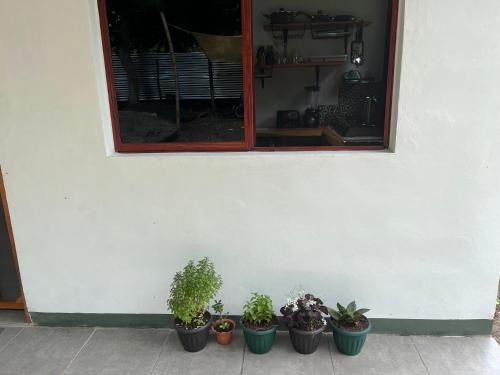 a group of potted plants sitting against a white wall at Finca Aisa -Boutique bungalows in Ometepe island in Santa Cruz